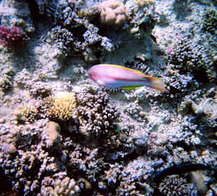 Einmalige Korallenwelt am Strand