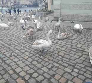 Stadtrundfahrt in Prag