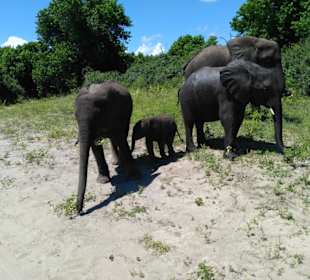 Elefanten im Chobe Nationalpark