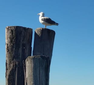 Eine Möwe
