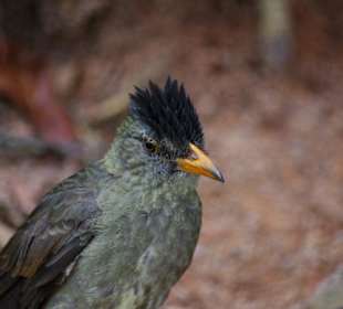 Der Seychellen Bülbül