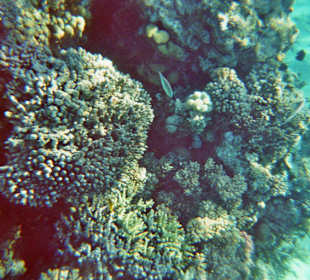 Schnorcheln bei Hurghada