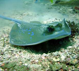 Tauchen bei Racha Island