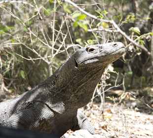 Komodo Dragon 