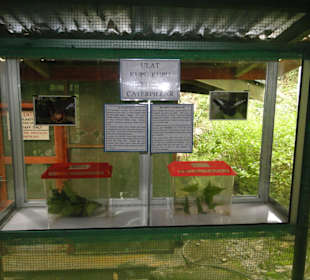 Poring Hot Springs - Schmetterlingsgarten