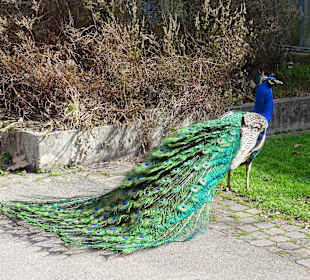 Wilhelma Stuttgart