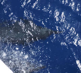 Delfin Tour Marsa Alam mit Morgenland Reisen