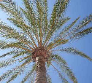 Blick zur Palme am Strand