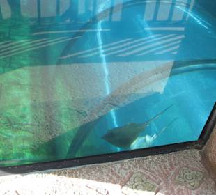 Tunnelrutsche durch ein Haifischbecken