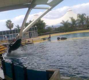 Orcas Jump