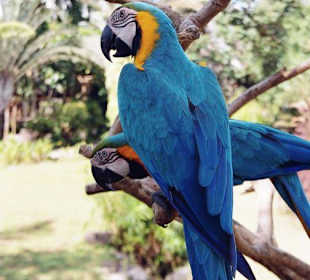 Papagei im Bird-Park bei Singapadu