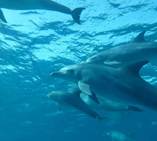 16 Delfine ganz nah