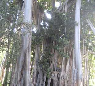 Ficus im Botanischen Garten