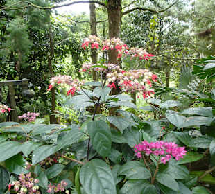 Im Garten der Orchideen