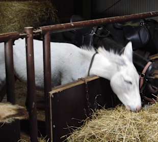 Eselpark-Impressionen