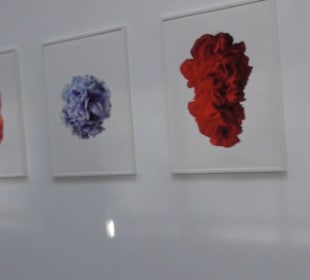 Real Jardín Botánico de Madrid