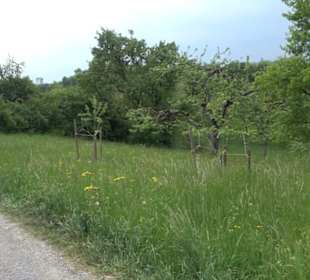 Naturinfopfad im Gewann Altstadt