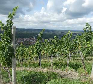Weinbergwanderung am Johannisberg in Thüngersheim