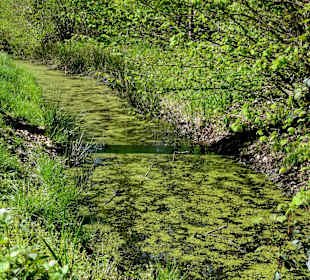 Spaziergang durch den Bremer Stadtwald