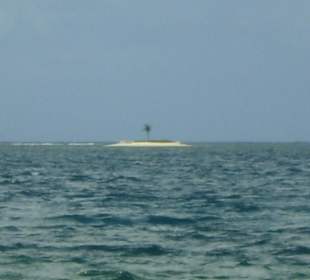 La ipalmera de la isla