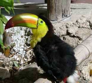 Tucan