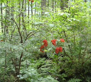 Zauberwald und Hintersee