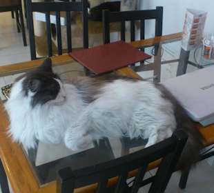 Котэ