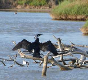 Naturpark S'Albufera