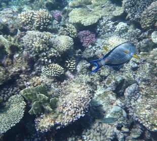 Unterwasserwelt Bootstour Utopia