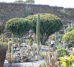 Jardin de Cactus
