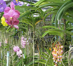 Orchideen