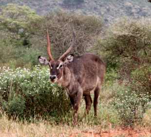 Julius Tact / JT Safaris