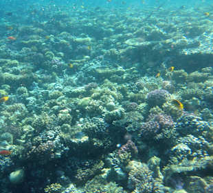 Hausriff - iPhone 5 im DiCAPac Plastik Case