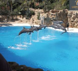 Loro Parque