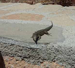 Dracheninsel Bootstour