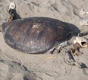 Bewohner des linken Strandabschnitts