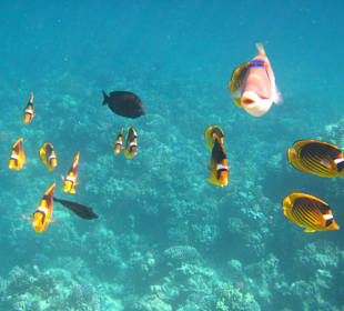 Schnorcheln Soma Bay