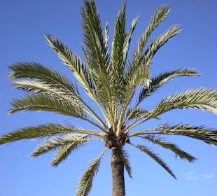 Palmenstrand von El Arenal im Januar