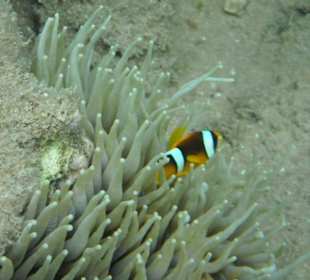 Hausriff Beach Albatros Resort