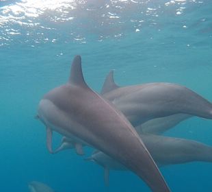 Schnorcheln mit wilden Delfine