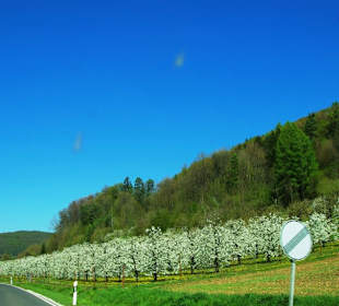 Kirschblütenzauber Fränk.Schweiz