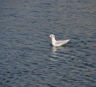 Bootstour Fünf Seenfahrt Plön