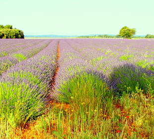 Wandern Saint-Laurent-du-Verdon