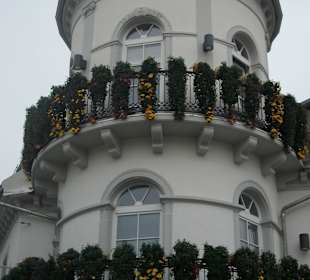Chrysanthema