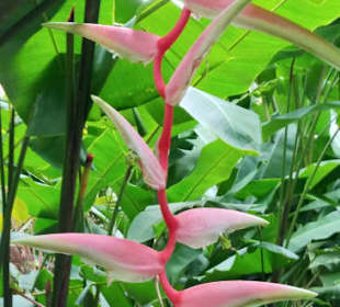 St. Lucia Best Experience Tours