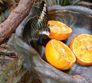 Zoo Wrocław