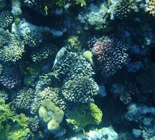 Riffe/Korallen