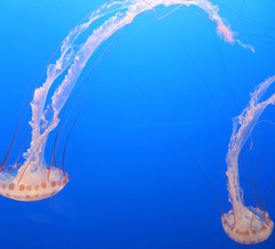 Quallen im Monterey Bay Aquarium