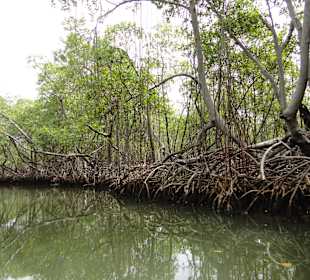 Fahrt durch die Mangroven