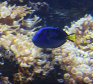 ...und die Dori war auch da... (CretAquarium)
